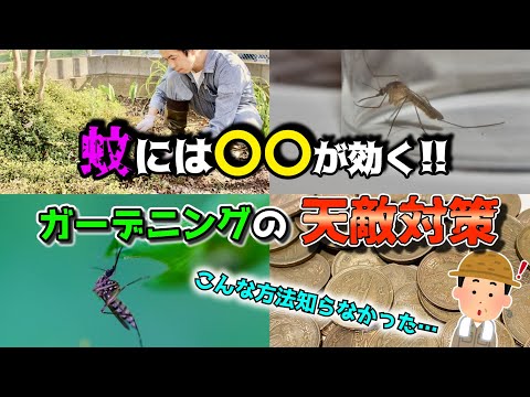 庭での蚊の繁殖を防ぎます。雨水収集装置が付属しています。  庭園