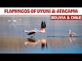 Enigmatic Flamingos Of South America S Altiplano Lagoons In Uyuni Bolivia And Atacama Chile
