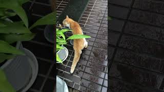 玄関慣れしてる猫#shorts #ショート