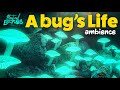 A Bug S Life Cozy Underground Ambience Relax Study Sleep
