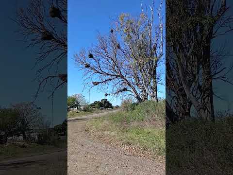 María Grande 2da. Departamento Paraná. Entre Ríos. Parte 24