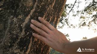 A Fallen Limb - Author Unknown, read by Tom Reed