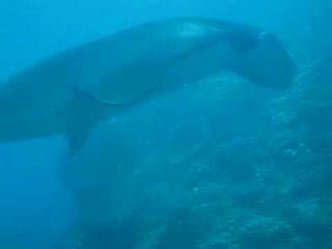 Manta Point, Nusa Penida,Indonesien