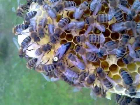 Matka se snubním znaménkem