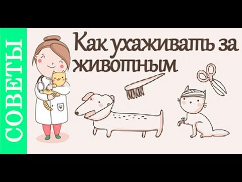 Как ухаживать за животными. Советы ветеринара