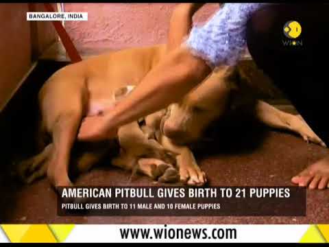 American pitbull delivers 21 puppies in Bengaluru