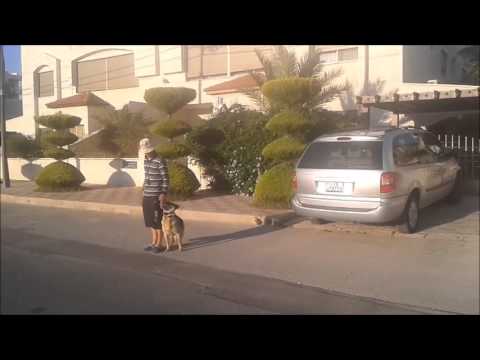 Zhibghe on heel training