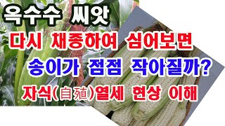 개량 종자 자식열세현상 이해. 옥수수 씨앗 채종하여 심어보면 왜 자꾸 송이가 작아질까?(품종개량의 이해, 잡…