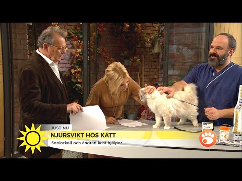 Dags för primörvin – inte Steffos favorit: ”Blaskigt”  - Nyhetsmorgon (TV4)