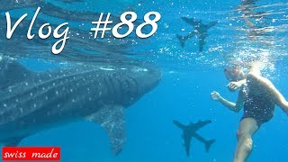 Schwimmen mit Walhaien