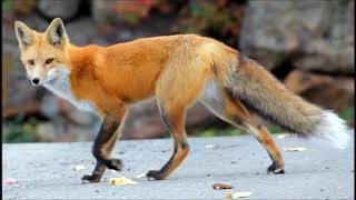 Raul Seixas   Capim Guiné