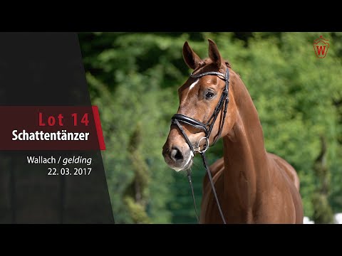14 Schattentänzer Wallach v. Sir Heinrich - Diamond Hit