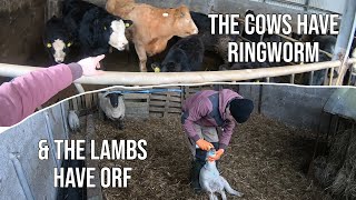 Treating Ringworm in Cattle and Orf in Sheep