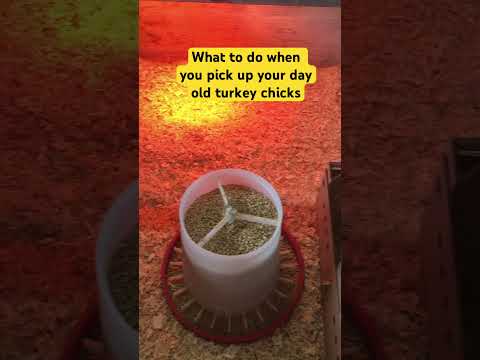 What to do when you pick up your day old turkey chicks #hutchingsfarm #turkey #dayold #shorts