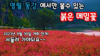 영월 동강 붉은 메밀축제 2023 - 붉은 메밀꽃 개화 현황과 동강다슬기 맛집