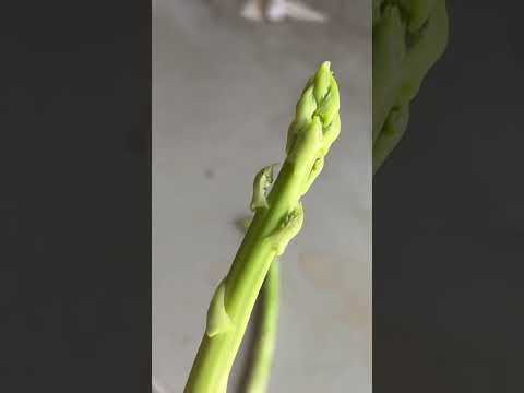 園芸 アスパラガス