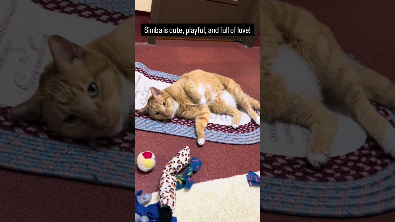 Enlarge Simba, an adoptable Domestic Short Hair in Accident, MD video 6/6