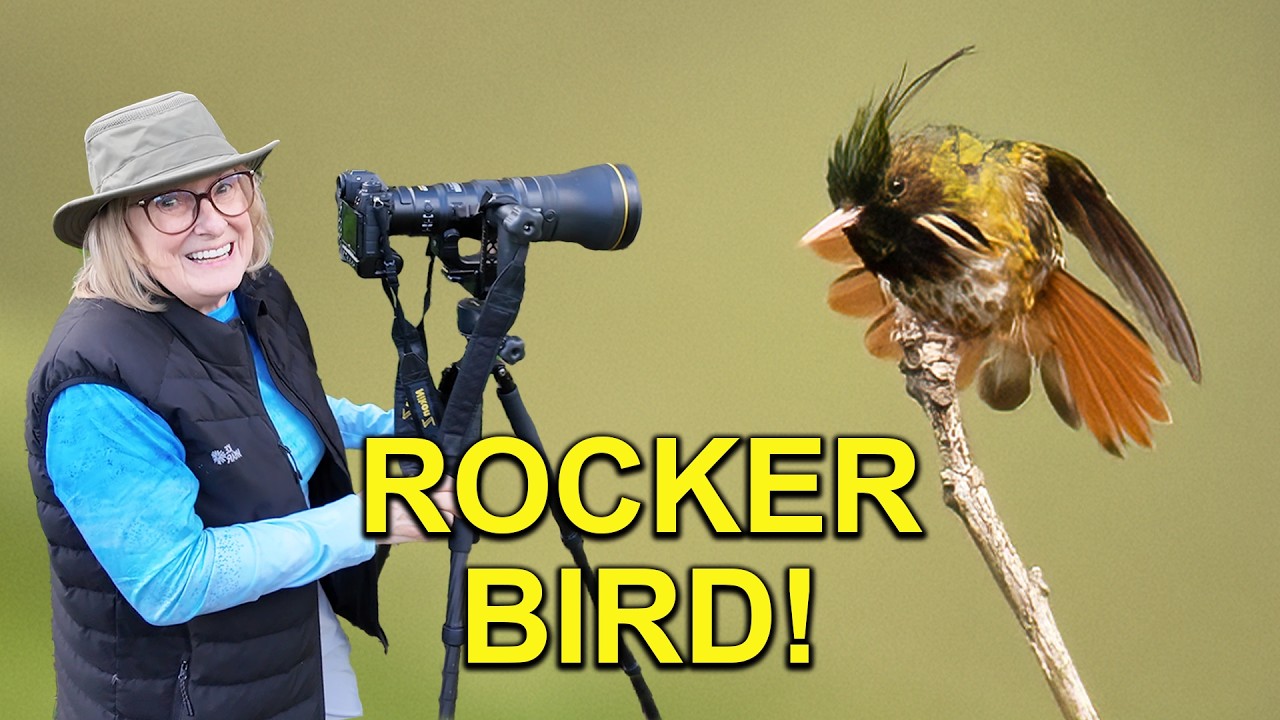 Dwa nowe kolibry na mojej liście w Gwatemali