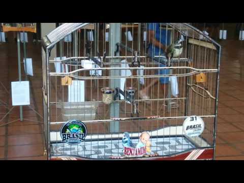 COLEIRO BENJAMIM 120 / 188 NA FINAL 3º LUGAR