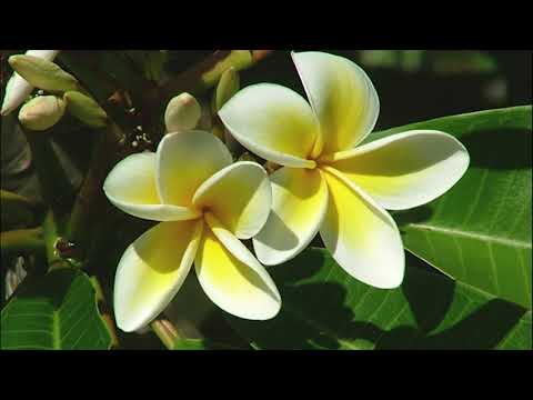 Bing Slamet - Padamu