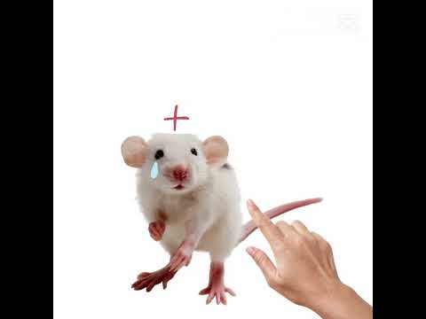 Terrible mouse vs cartoon cat, horror cat, the wolf, and cartoon dog☠️ (THIS SHAT IS A JOKE) #funny