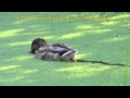 Уточки, красивые утки плавают в пруду 
