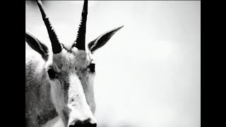 THE INFINITY RING – The Archway