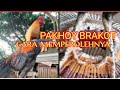 HOW TO GET PAKHOY BRAKOT CHICKEN