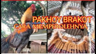 Download lagu AYAM PAKHOY BRAKOT CARA MEMPEROLEHNYA mp3