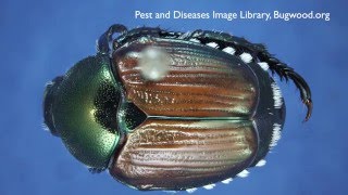 How to Get Rid of Japanese Beetles - DIY Pest Control