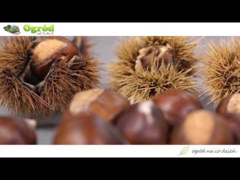 Podział owoców - orzech włoski nie jest orzechem - bardzo interesujące :)