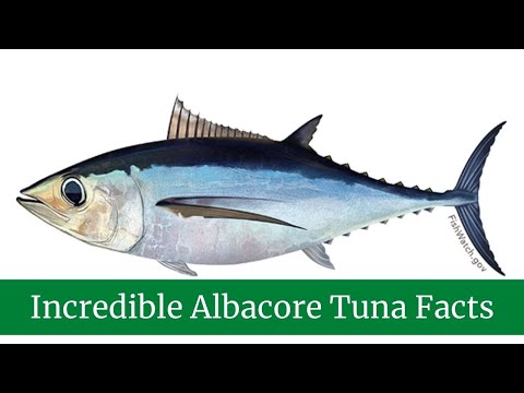 Incredible Albacore Tuna Facts || Albacore Tuna Predators and Prey || Albacore Tuna Classification