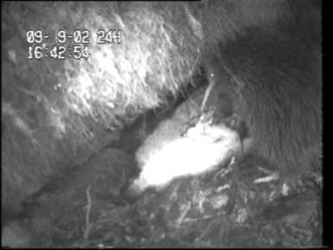 Kiwi fights off possum