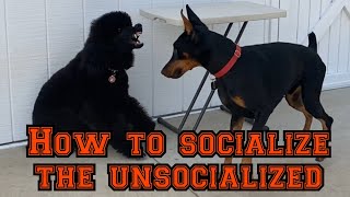 Learn how to socialize quickly but safely