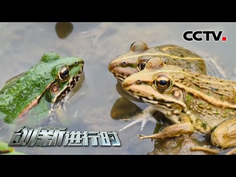 青蛙入宅