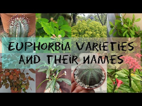 EUPHORBIA VARIETIES AND THEIR NAMES
