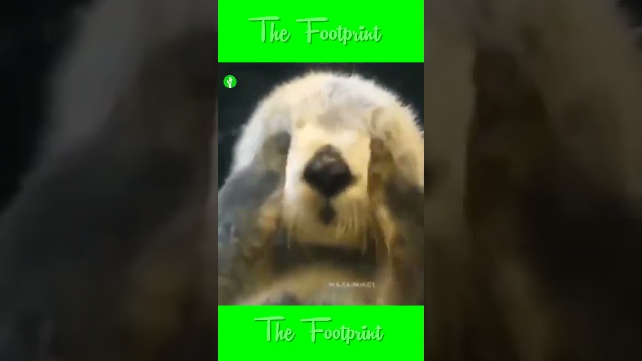 CASTOR HERMOSO ANIMALITO DE DIOS😲​❤️​😊​😉​