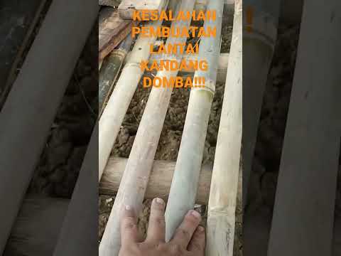 , title : 'KESALAHAN PEMBUATAN LANTAI KANDANG DOMBA #shorts #short #shortsvideo #kandangdomba #kandangkambing'