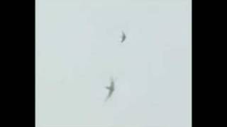 Falcon catches Swift