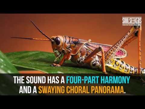 Have you ever heard crickets chirping slowed down Its amazing!