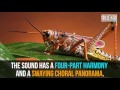 Have you ever heard crickets chirping slowed down Its amazing!