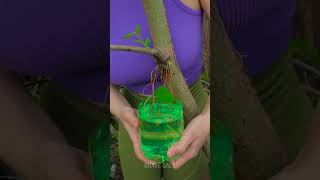 A Simple Trick For Successful Tree Grafting! ✨