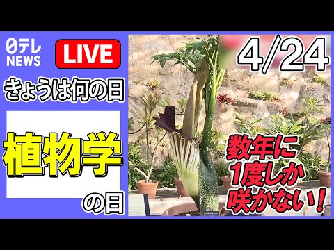 キョウチクトウはどのくらいの温度に耐えますか?春に繁栄するようにそれを保護するにはどうすればよいですか？  庭園