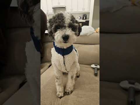 its trend let's do it #trending #shankarmahadevan #music