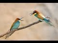 Bee Eaters King Fishers