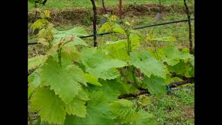 Anouar Brahem.  Halfaouine.