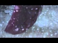 Robin Guthrie White Bird