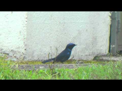 Niltava veľká (Niltava grandis) — hlas a správanie v prírode