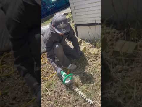 園芸 木や低木の伐採