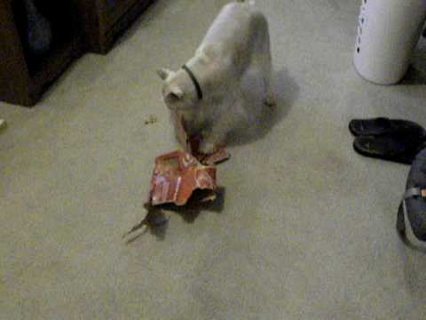 Dog Vs. coke box 13 Nov 09.AVI